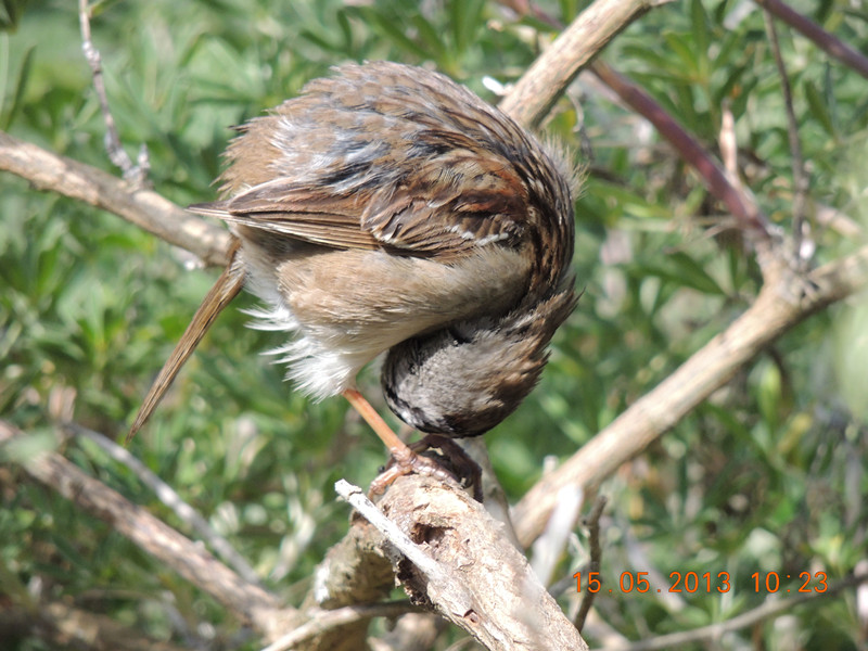 bird 2313_.jpg