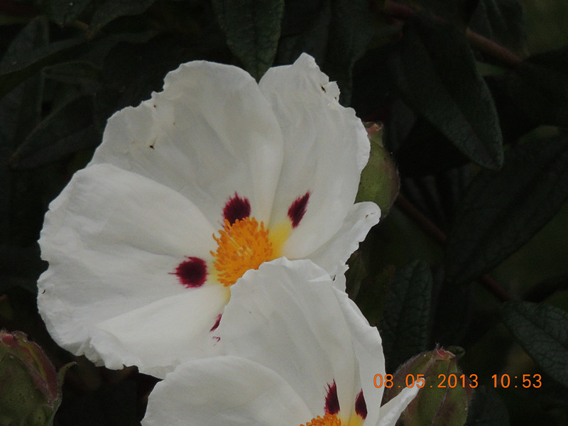 flower 243_.jpg