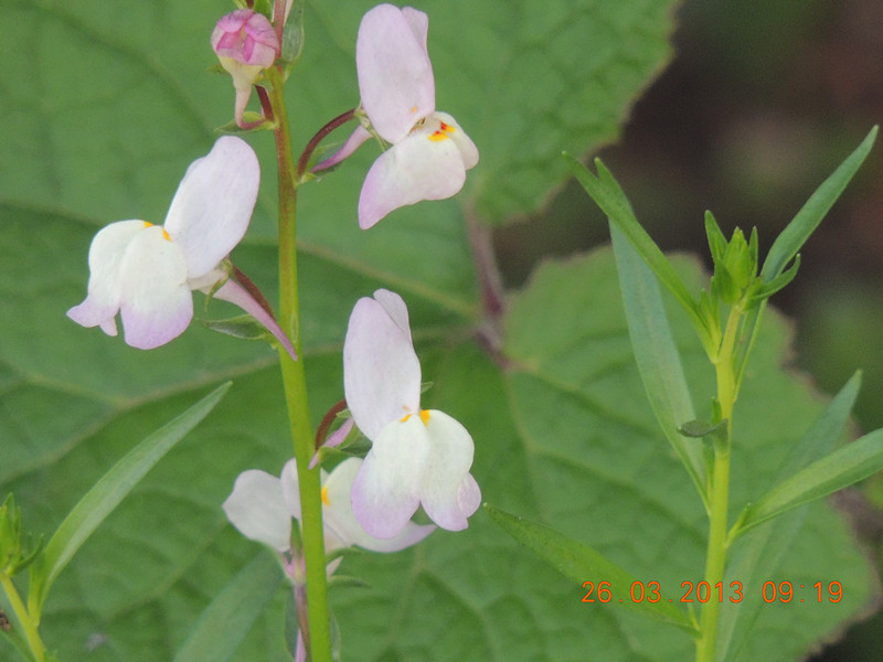 flower 1885_.jpg