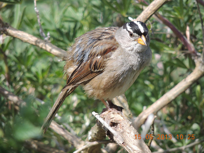 bird 2336_.jpg