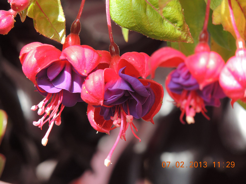 flower 288_.jpg