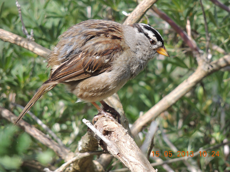 bird 2319_.jpg