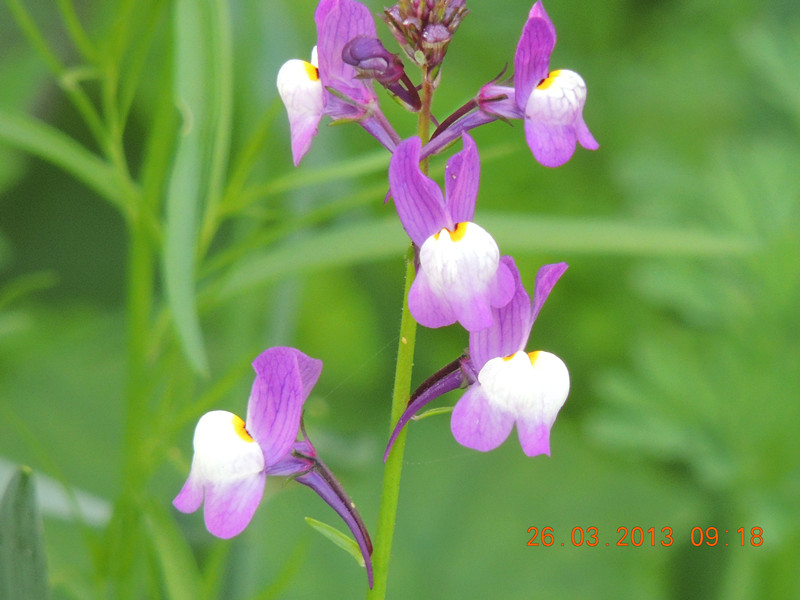 flower 1878_.jpg