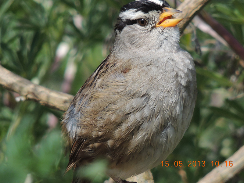 bird 2241_.jpg