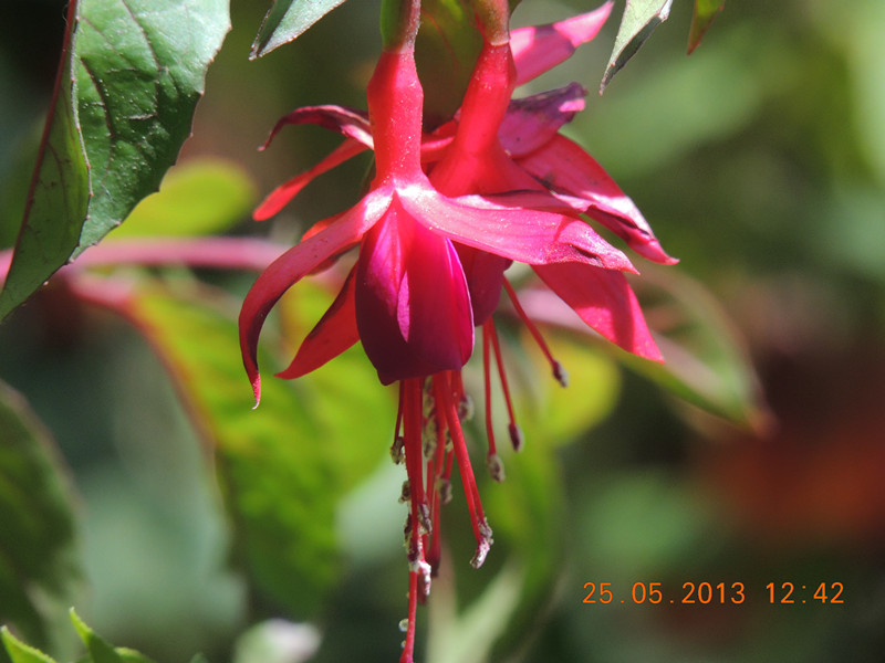 flower 414_.jpg