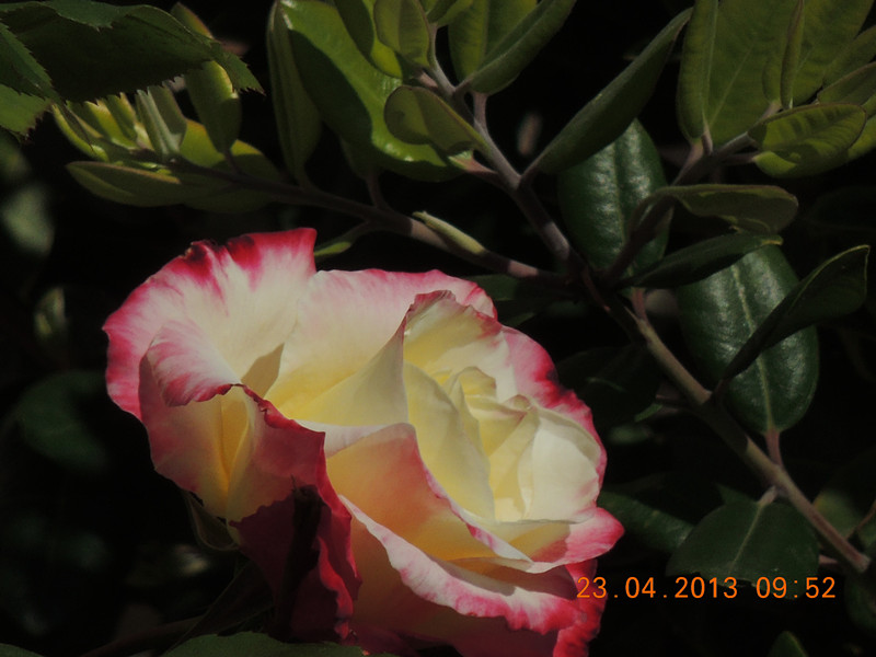 flower 3068_.jpg