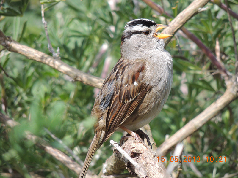 bird 2285_.jpg