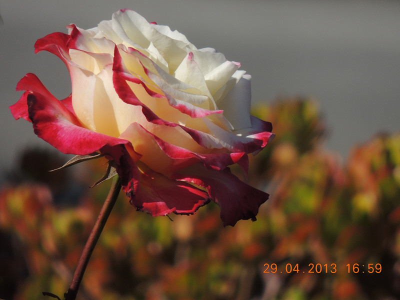 flower 3219_.jpg