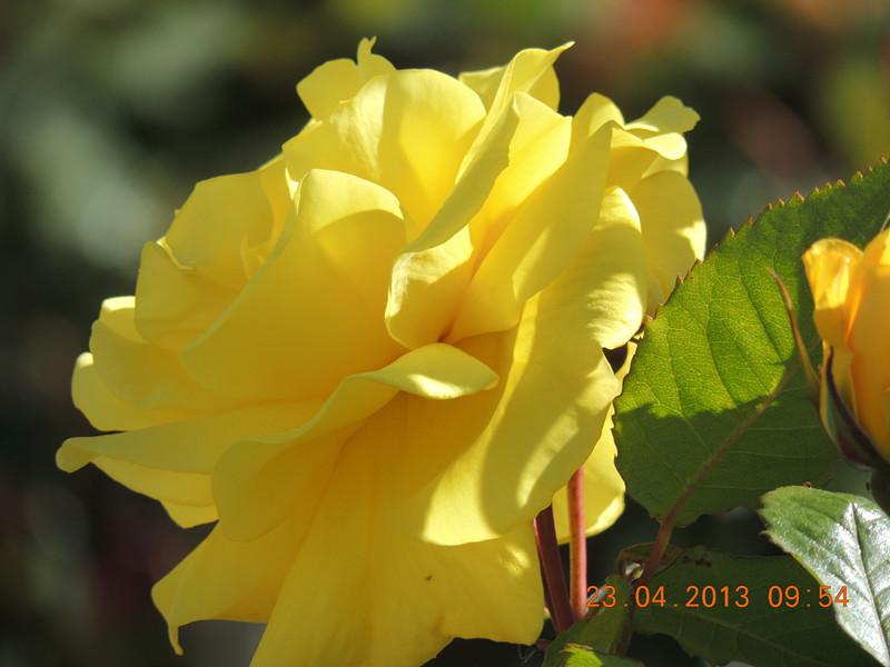 flower 3077_.jpg