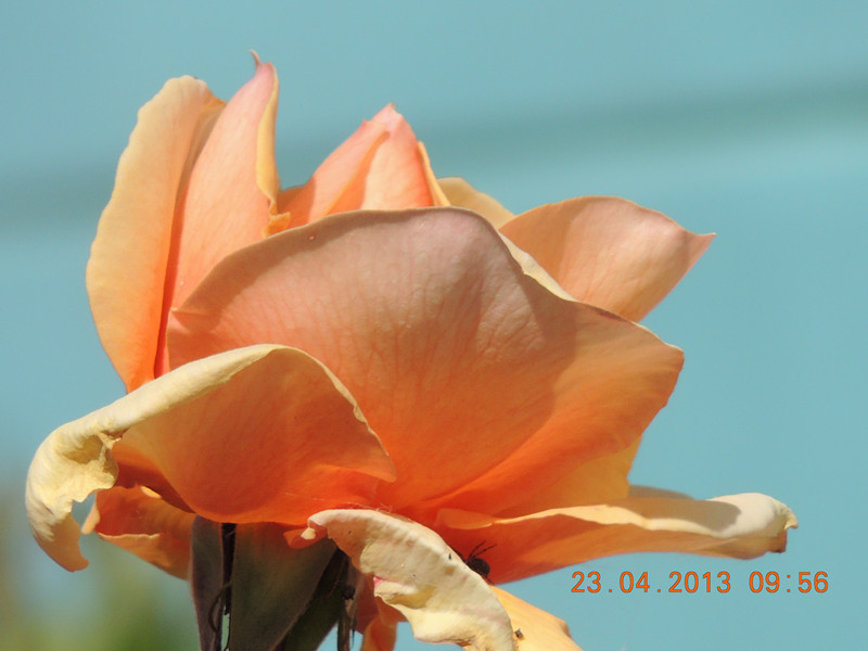 flower 3084_.jpg
