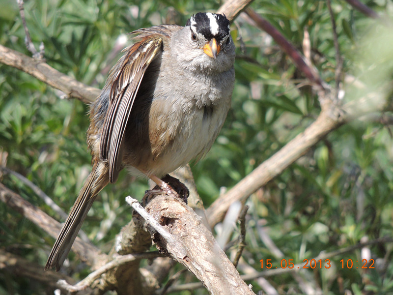 bird 2292_.jpg