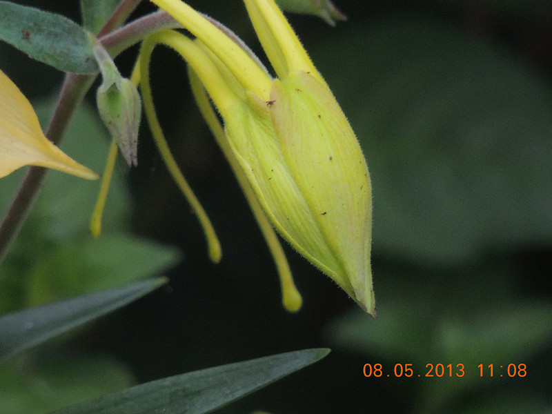 flower 271_.jpg