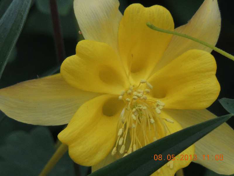 flower 269_.jpg