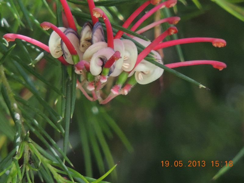 flower 386_.jpg