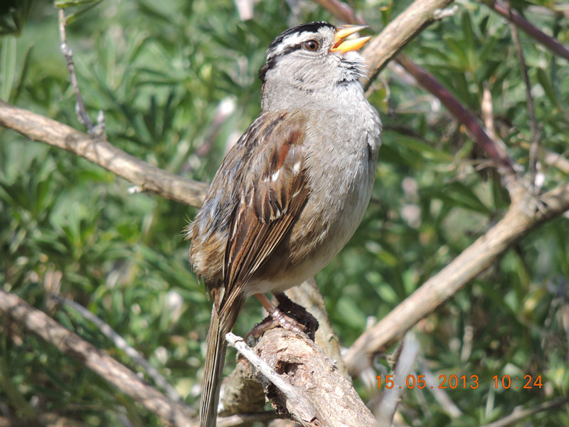 bird 2318_.jpg