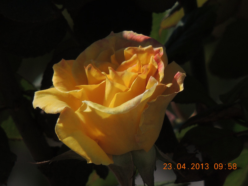 flower 3093_.jpg