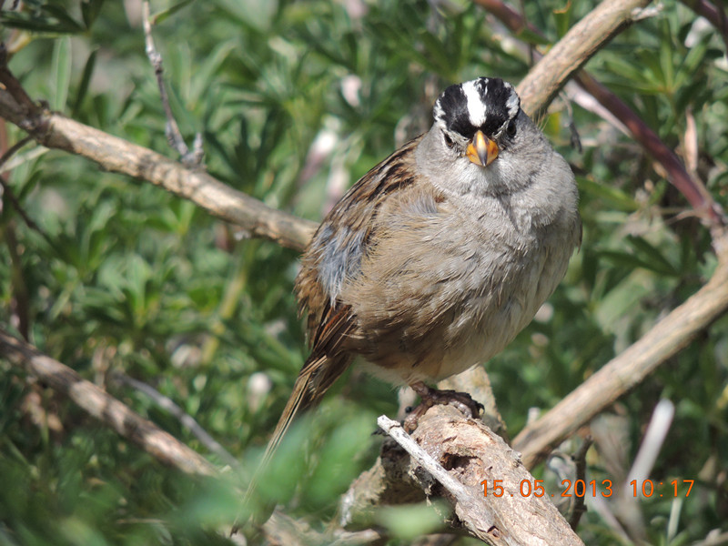 bird 2246_.jpg