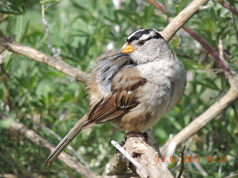 bird 2310_.jpg