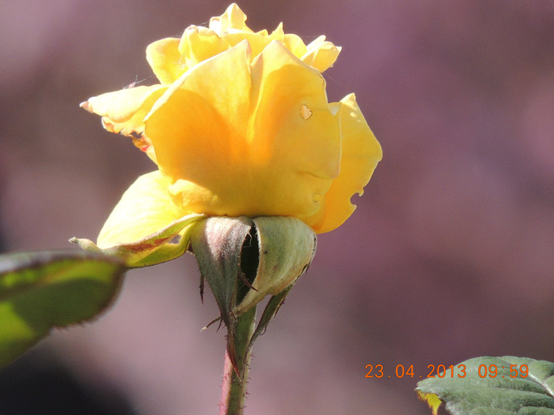flower 3095_.jpg