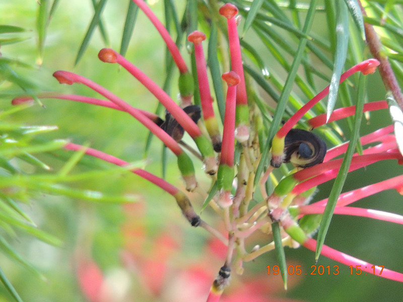 flower 382_.jpg