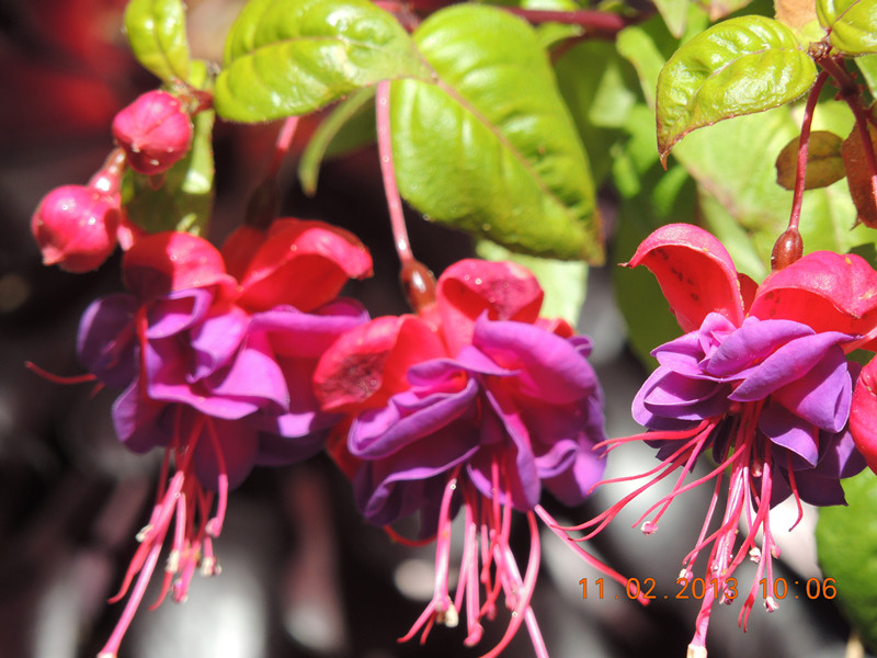 flower 364_.jpg
