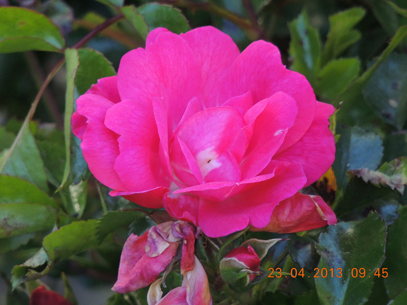 flower 3054_.jpg