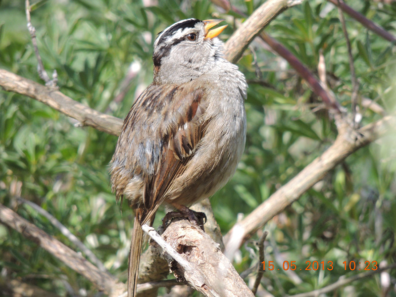 bird 2307_.jpg
