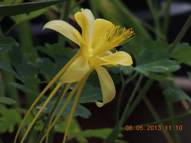 flower 274_.jpg