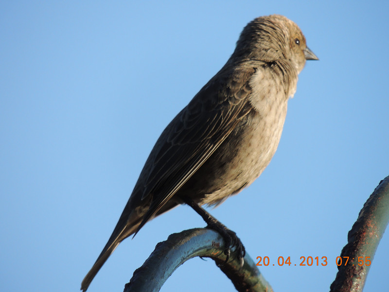 bird 2128_.jpg