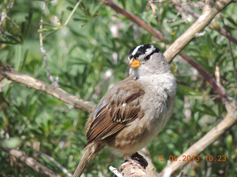 bird 2315_.jpg