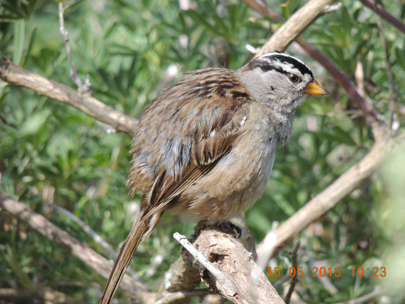 bird 2306_.jpg