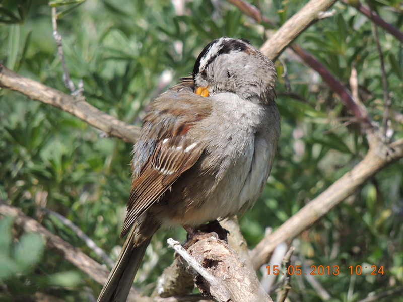 bird 2325_.jpg