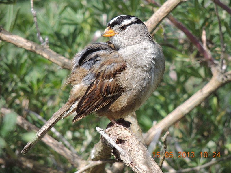 bird 2328_.jpg