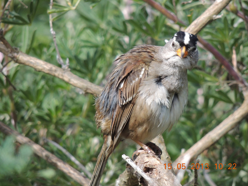 bird 2295_.jpg