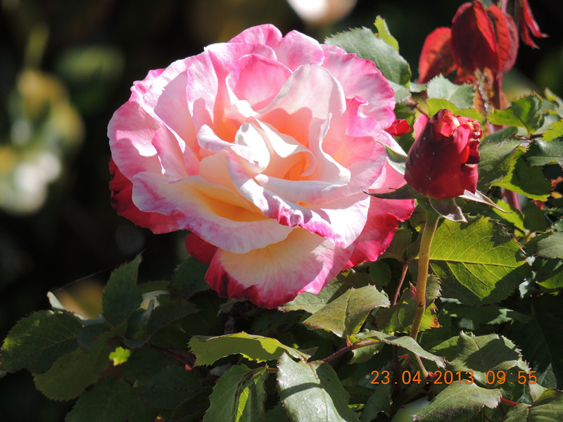 flower 3079_.jpg