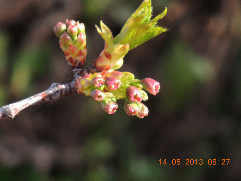 flower 353_.jpg