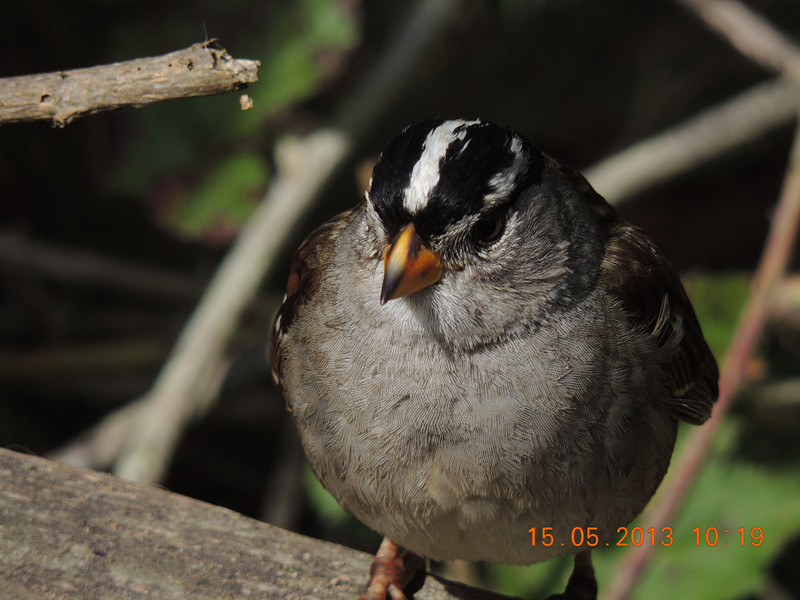 bird 2271_.jpg