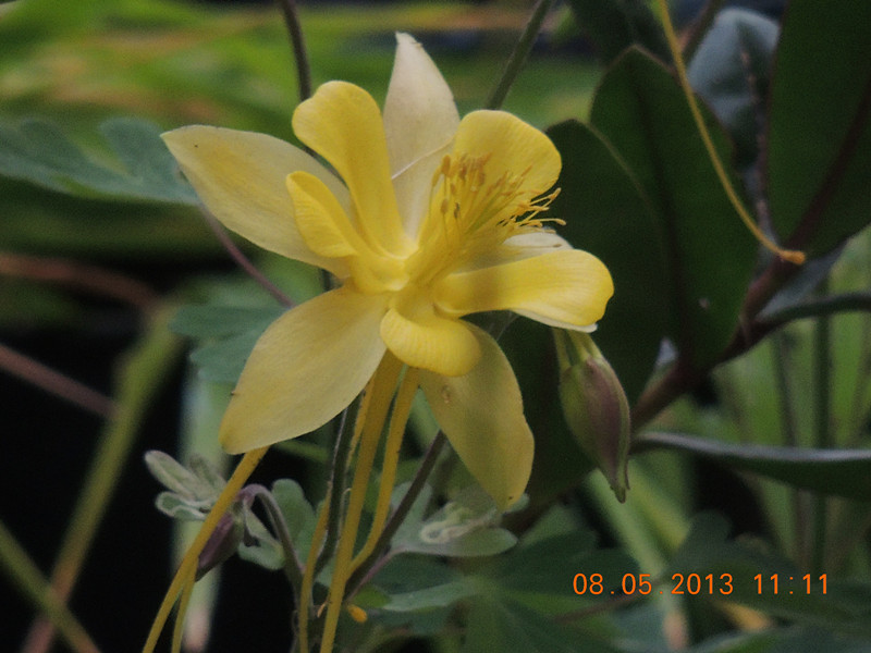 flower 275_.jpg
