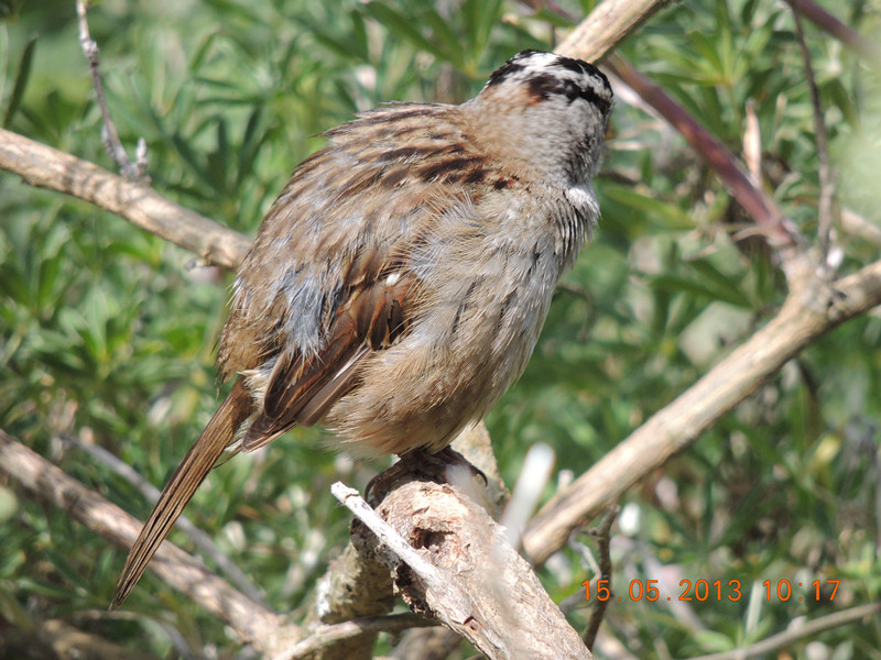 bird 2249_.jpg
