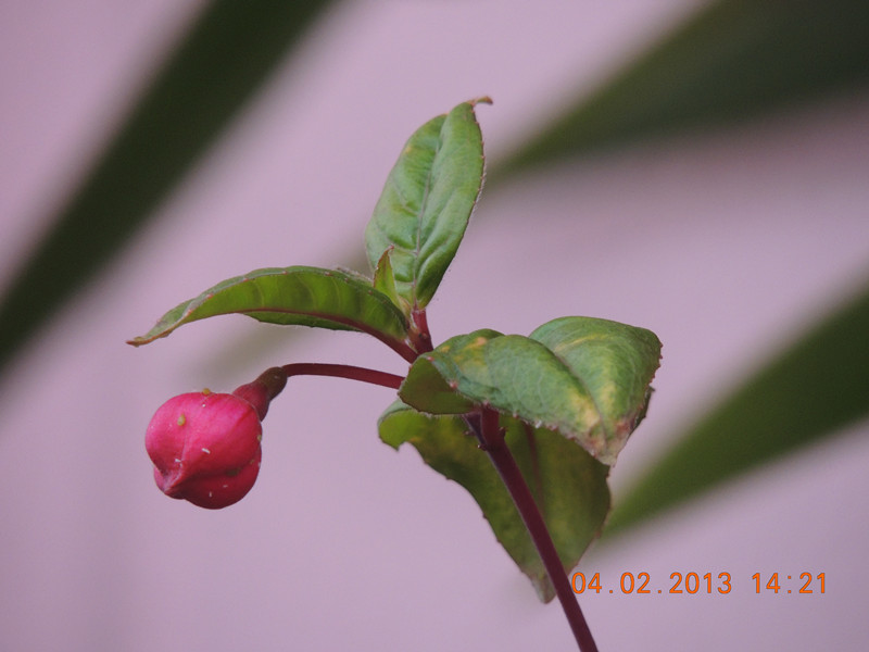flower 259_.jpg