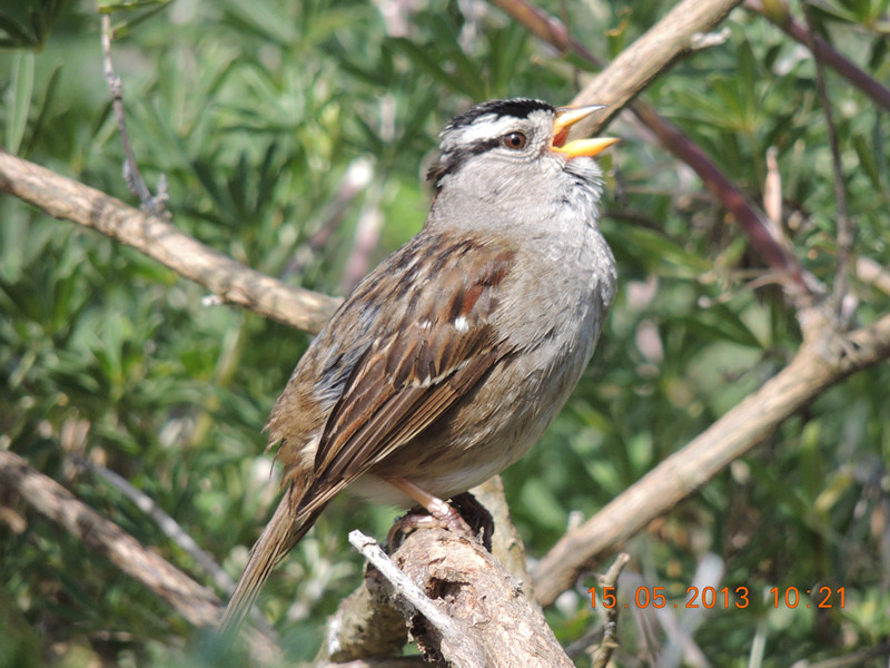 bird 2283_.jpg