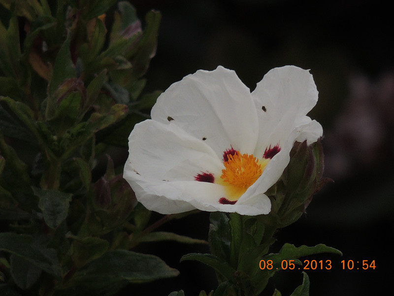 flower 246_.jpg