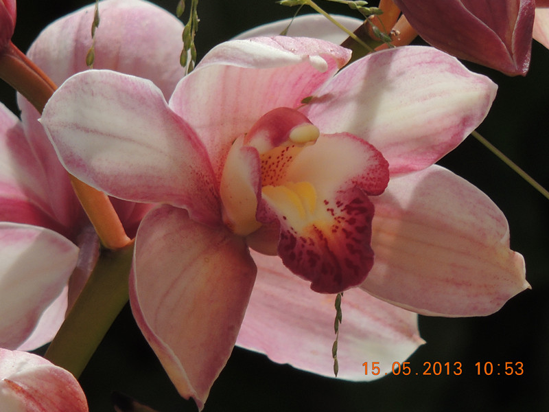 flower 358_.jpg