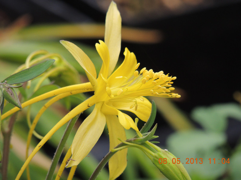 flower 262_.jpg