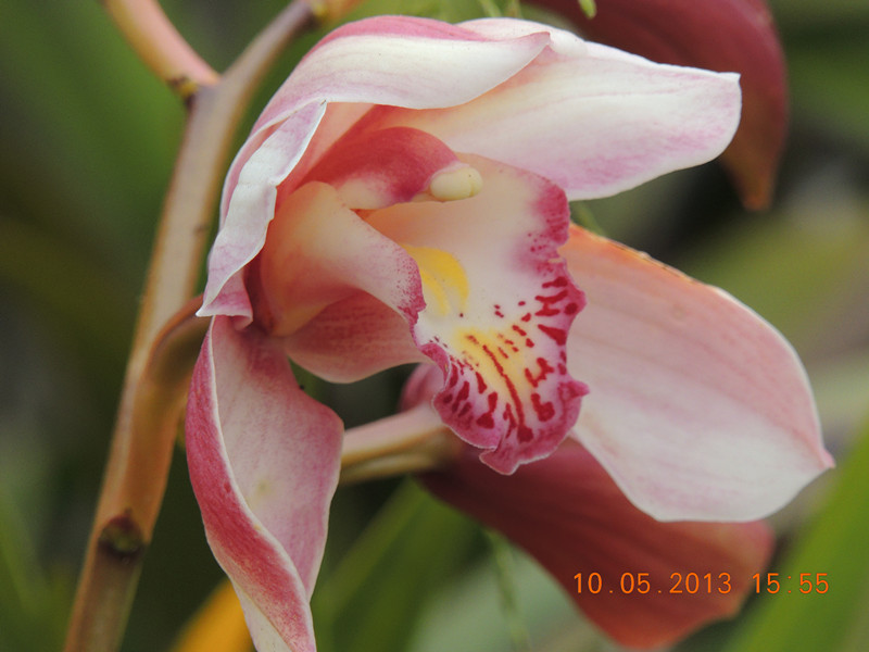 flower 292_.jpg
