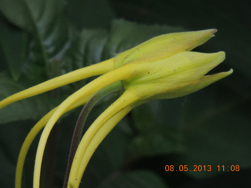 flower 272_.jpg