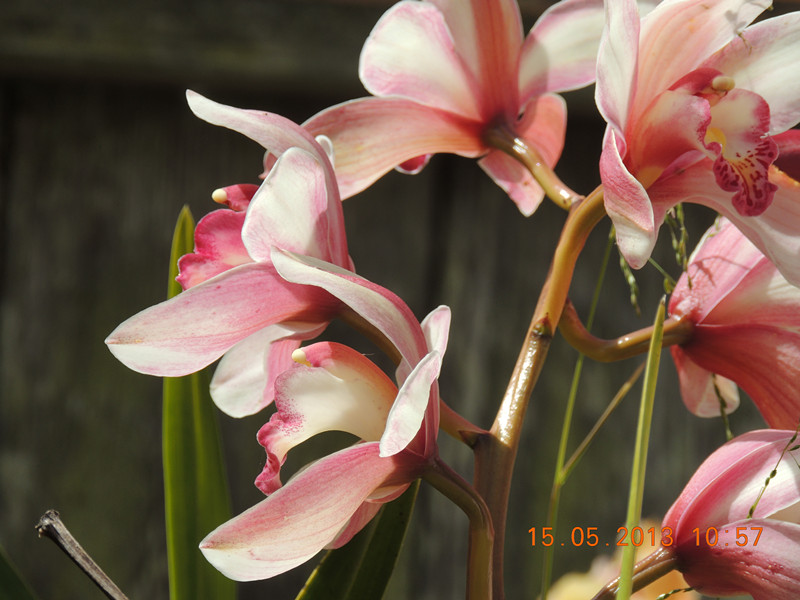 flower 367_.jpg