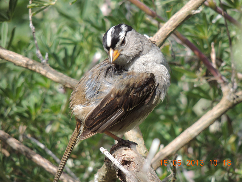 bird 2262_.jpg