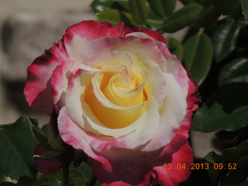 flower 3065_.jpg