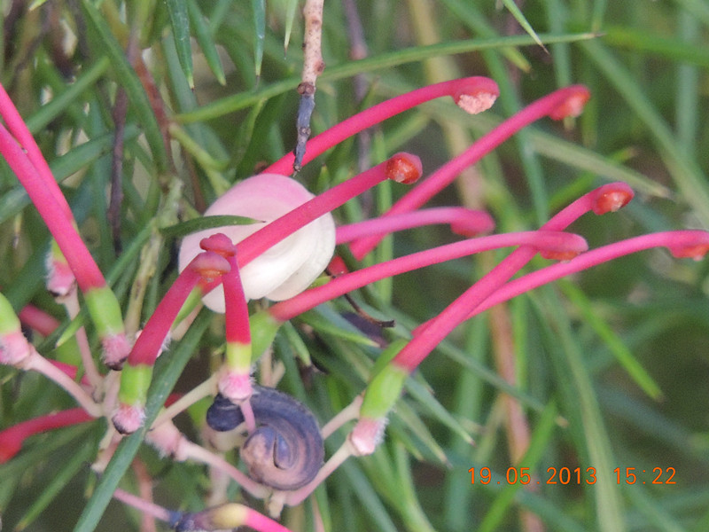 flower 393_.jpg